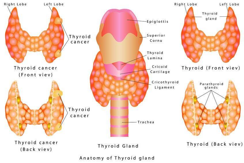 parathyroid gland diagram