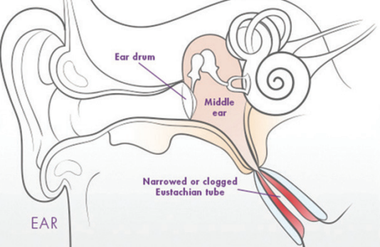 eustachian tube anatomy