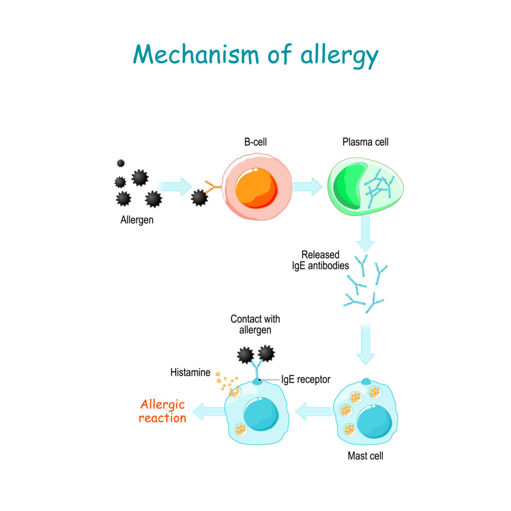 diagram of allergies 