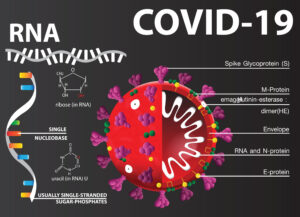 covid-19 virus diagram 