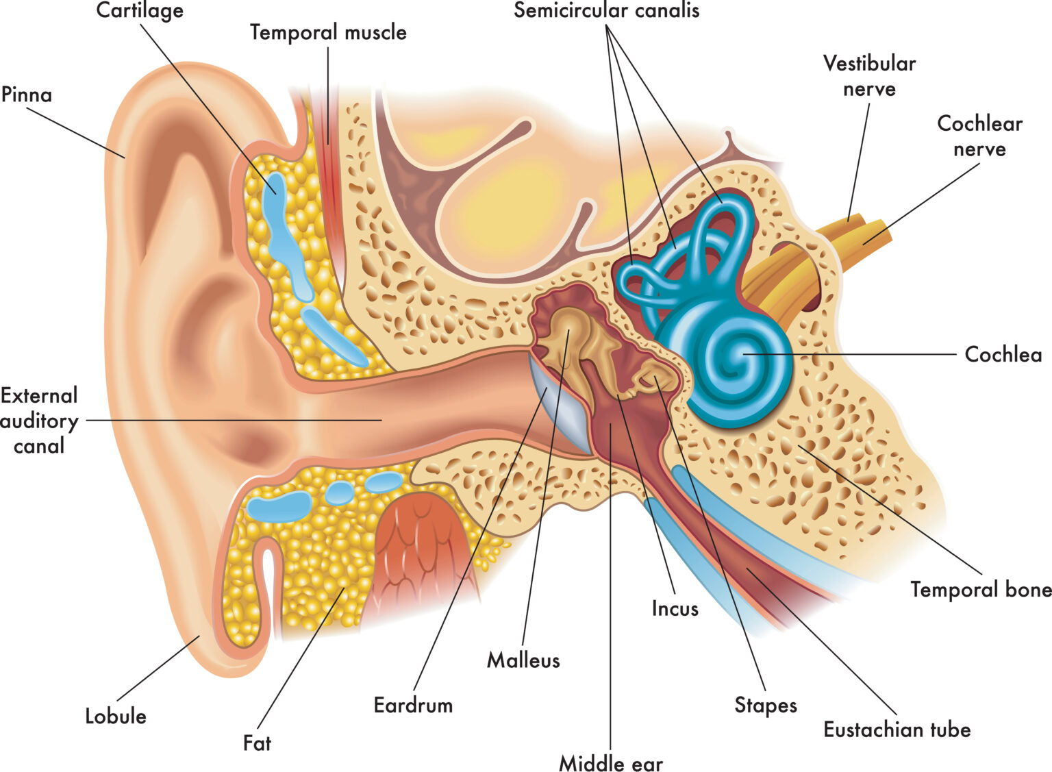 What is Eustachian Tube Dilation? Chicago ENT
