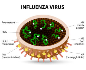 flu virus diagram