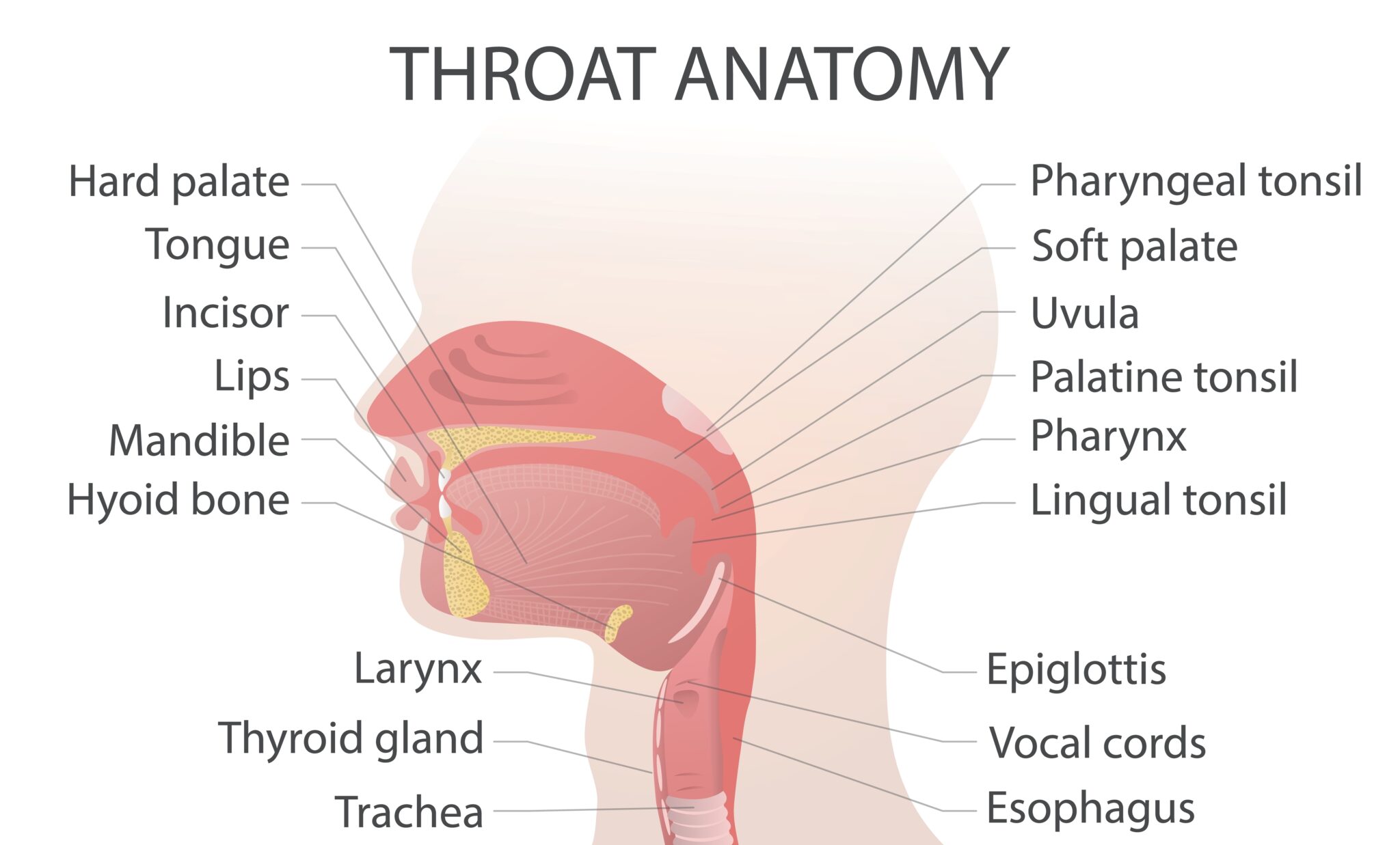 how-are-the-ear-nose-and-throat-connected-chicago-ent