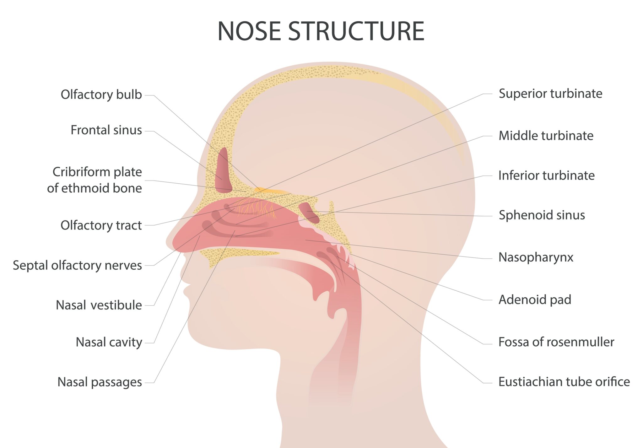 how-are-the-ear-nose-and-throat-connected-chicago-ent