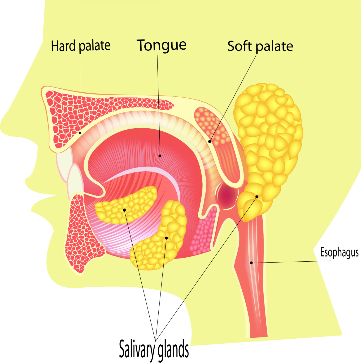 is-having-dry-mouth-a-concern-chicago-ent