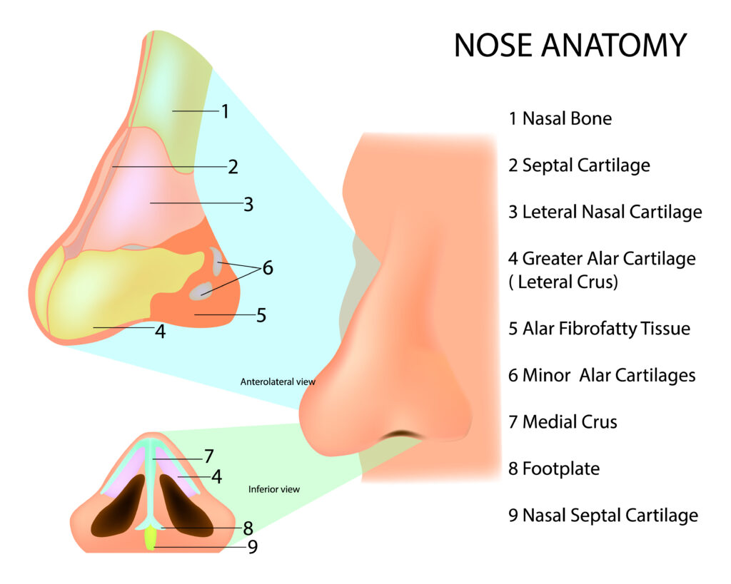 diagram of the anatomy of a nose